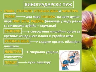 ВИНОГРАДАРСКИ ПУЖ
• ГЛАВА, СТОПАЛО, УТРОБНА КЕСА и ЉУШТУРА
два пара ПИПАКА, на врху дужег
пара ОЧИ, УСТА, РАДУЛА (плочица у виду језика
са низовима зубића – стругање)
спљоштени мишићни орган за
кретање изнад њега плашт и утробна кеса
садржи органе, обавијена
плаштом
спирално увијена,
једноделна
лучи љуштуру
ГЛАВА
 