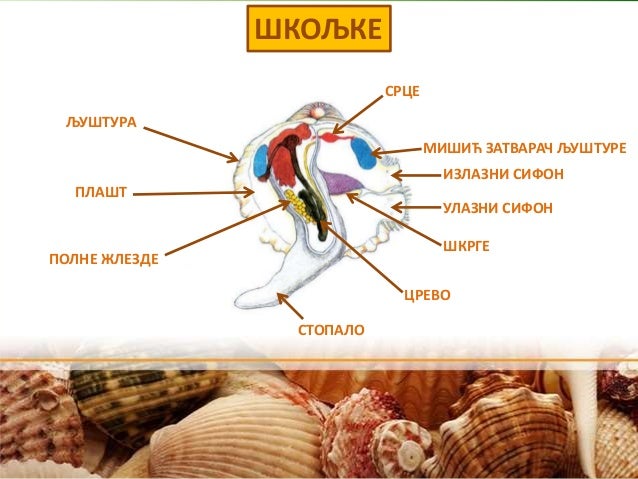 Мекушци