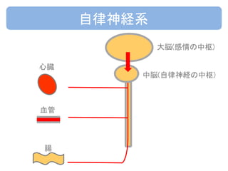 自律神経系
心臓
血管
腸
中脳(自律神経の中枢)
大脳(感情の中枢)
 