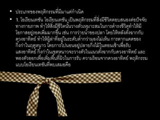 • ประเภทของพฤติกรรมที่มีมาแต่กาเนิด
• 1.โอเรียนเทชัน โอเรียนเทชัน เป็นพฤติกรรมที่สิ่งมีชีวิตตอบสนองต่อปัจจัย
ทางกายภาพ ทาให้สิ่งมีชีวิตนั้นวางตัวเหมาะสมในการดารงชีวิตทาให้มี
โอกาสอยู่รอดเพิ่มมากขึ้น เช่น การว่ายน้าของปลา โดยให้หลังตั้งฉากกับ
ดวงอาทิตย์ ทาให้ผู้ล่าที่อยู่ในระดับต่ากว่ามองไม่เห็น การตากแดดของ
กิ้งก่าในฤดูหนาว โดยการไปนอนอยู่ปลายกิ่งไม้ในตอนเช้าเพื่อรับ
แสงอาทิตย์ กิ้งก่าในเขตหนาวจะวางตัวในแนวตั้งฉากกับดวงอาทิตย์ และ
พองตัวออกเพื่อเพิ่มพื้นที่ผิวในการรับ ความร้อนจากดวงอาทิตย์ พฤติกรรม
แบบโอเรียนเทชันที่พบเสมอคือ
 