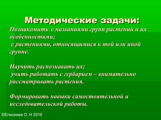 Методические задачи:Методические задачи:
ПознакомитьПознакомить с названиями групп растений и ихс названиями групп растений и их
особенностями;особенностями;
с растениями, относящимися к той или инойс растениями, относящимися к той или иной
группе.группе.
Научить распознавать их;Научить распознавать их;
учить работать с гербарием – внимательноучить работать с гербарием – внимательно
рассматривать растения.рассматривать растения.
Формировать навыки самостоятельной иФормировать навыки самостоятельной и
исследовательской работы.исследовательской работы.
©Елисеева О. Н 2010
 
