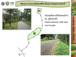 บริเวณเส้นทางเข้าถึงเขตบริการ
อช. ภูหินร่องกล้า
ระยะทางประมาณ 1,600 เมตร
รวม 34 แปลง
 