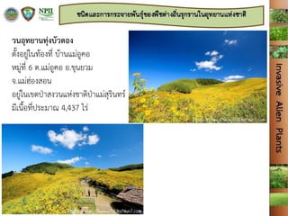 วนอุทยานทุ่งบัวตอง
ตั้งอยู่ในท้องที่ บ้านแม่อูคอ
หมู่ที่ 6 ต.แม่อูคอ อ.ขุนยวม
จ.แม่ฮ่องสอน
อยู่ในเขตป่าสงวนแห่งชาติป่าแม่สุรินทร์
มีเนื้อที่ประมาณ 4,437 ไร่
 
