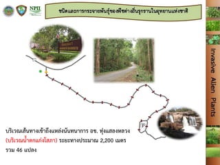 บริเวณเส้นทางเข้าถึงแหล่งนันทนาการ อช. ทุ่งแสลงหลวง
(บริเวณน้าตกแก่งโสภา) ระยะทางประมาณ 2,200 เมตร
รวม 46 แปลง
 