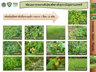 ชนิดพันธุ์พืชต่างถิ่นที่รุกรานแล้ว รายการ 1 ที่พบ 13 ชนิด
 