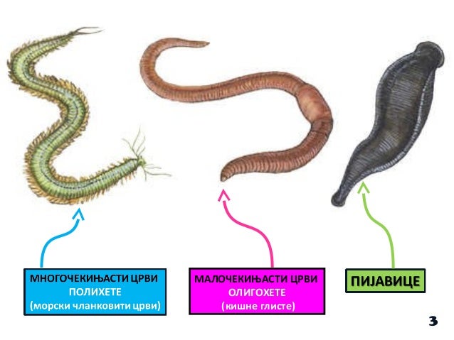 Чланковити црви