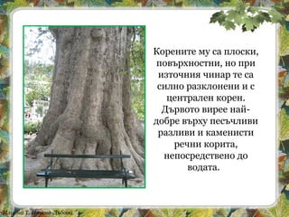 Илиана Т. Илиева-Дъбова
Корените му са плоски,
повърхностни, но при
източния чинар те са
силно разклонени и с
централен корен.
Дървото вирее най-
добре върху песъчливи
разливи и каменисти
речни корита,
непосредствено до
водата.
 