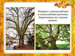 Илиана Т. Илиева-Дъбова
Чинарът е димоустойчиво
и газоустойчиво растение.
Дървесината му е високо
ценена.
 