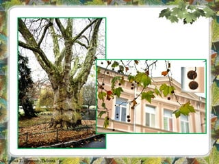 Илиана Т. Илиева-Дъбова
 