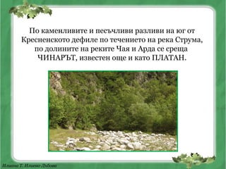 Илиана Т. Илиева-Дъбова
По каменливите и песъчливи разливи на юг от
Кресненското дефиле по течението на река Струма,
по долините на реките Чая и Арда се среща
ЧИНАРЪТ, известен още и като ПЛАТАН.
 