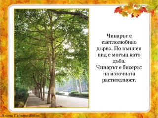 Илиана Т. Илиева-Дъбова
Чинарът е
светлолюбиво
дърво. По външен
вид е могъщ като
дъба.
Чинарът е бисерът
на източната
растителност.
 