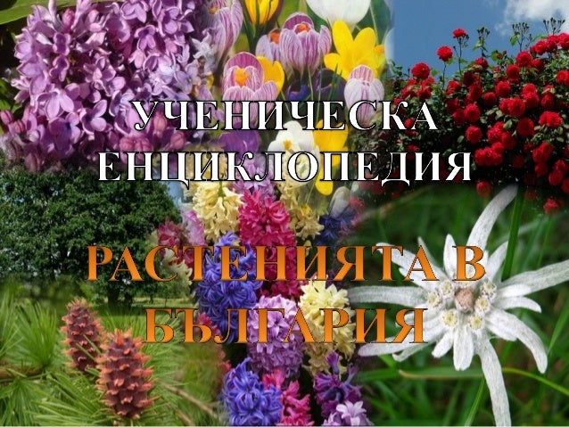 Чинар