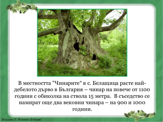 Чинар