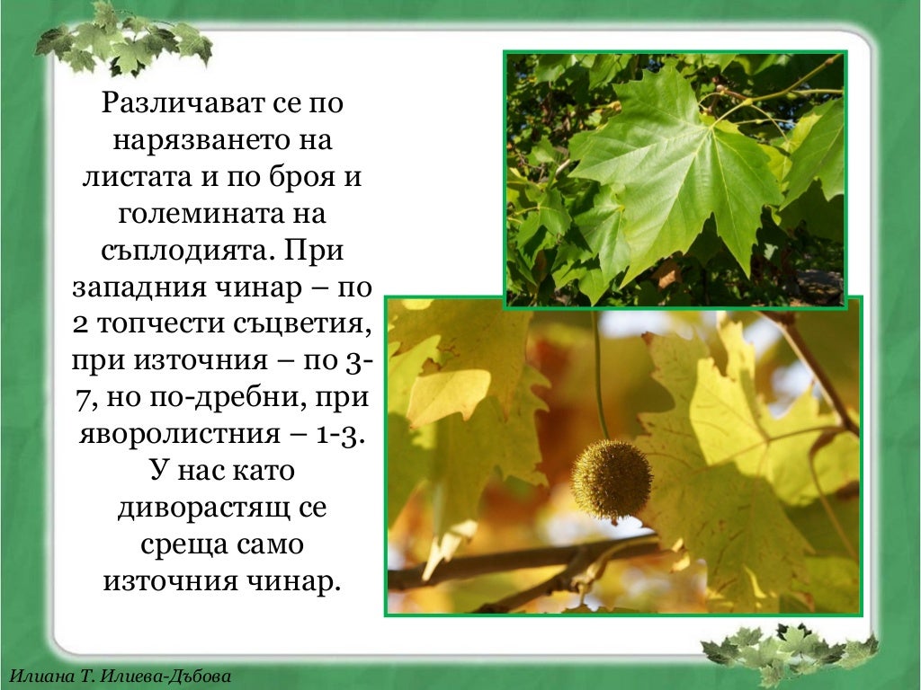 Чинар