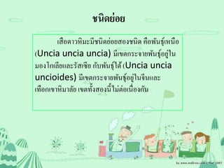 ชนิดย่อย
เสือดาวหิมะมีชนิดย่อยสองชนิด คือพันธุ์เหนือ
(Uncia uncia uncia) มีเขตกระจายพันธุ์อยู่ใน
มองโกเลียและรัสเซีย กับพันธุ์ใต้(Uncia uncia
uncioides) มีเขตกระจายพันธุ์อยู่ในจีนและ
เทือกเขาหิมาลัย เขตทั้งสองนี้ไม่ต่อเนื่องกัน
 