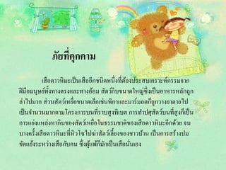 ภัยที่คุกคาม
เสือดาวหิมะเป็นเสืออีกชนิดหนึ่งที่ต้องประสบเคราะห์กรรมจาก
ฝีมือมนุษย์ทั้งทางตรงและทางอ้อม สัตว์กีบขนาดใหญ่ซึ่งเป็นอาหารหลักถูก
ล่าไปมาก ส่วนสัตว์เหยื่อขนาดเล็กเช่นพิกาและมาร์มอตก็ถูกวางยาตายไป
เป็นจานวนมากตามโครงการบนที่ราบสูงทิเบต การทาปศุสัตว์บนที่สูงก็เป็น
การแย่งแหล่งหากินของสัตว์เหยื่อในธรรมชาติของเสือดาวหิมะอีกด้วย จน
บางครั้งเสือดาวหิมะที่หิวโซไปฆ่าสัตว์เลี้ยงของชาวบ้าน เป็นการสร้างปม
ขัดแย้งระหว่างเสือกับคน ซึ่งผู้แพ้ก็มักเป็นเสือนั่นเอง
 