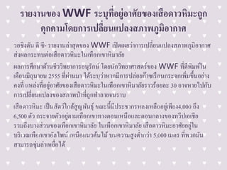 รายงานของ WWF ระบุที่อยู่อาศัยของเสือดาวหิมะถูก
คุกคามโดยการเปลี่ยนแปลงสภาพภูมิอากาศ
วอชิงตัน ดี ซี- รายงานล่าสุดของ WWF เปิดเผยว่าการเปลี่ยนแปลงสภาพภูมิอากาศ
ส่งผลกระทบต่อเสือดาวหิมะในเทือกเขาหิมาลัย
ผลการศึกษาด้านชีววิทยาการอนุรักษ์ โดยนักวิทยาศาสตร์ของ WWF ที่ตีพิมพ์ใน
เดือนมิถุนายน 2555 ที่ผ่านมา ได้ระบุว่าหากมีการปล่อยก๊าซเรือนกระจกเพิ่มขึ้นอย่าง
คงที่ แหล่งที่อยู่อาศัยของเสือดาวหิมะในเทือกเขาหิมาลัยราวร้อยละ 30 อาจหายไปกับ
การเปลี่ยนแปลงของสภาพป่าที่ถูกทาลายจนราบ
เสือดาวหิมะ เป็นสัตว์ใกล้สูญพันธุ์ ขณะนี้มีประชากรหลงเหลืออยู่เพียง4,000 ถึง
6,500 ตัว กระจายตัวอยู่ตามเทือกเขาทางตอนเหนือและตอนกลางของทวีปเอเชีย
รวมถึงบางส่วนของเทือกเขาหิมาลัย ในเทือกเขาหิมาลัย เสือดาวหิมะอาศัยอยู่ใน
บริเวณเทือกเขาอัลไพน์ เหนือแนวต้นไม้บนความสูงต่ากว่า 5,000 เมตร ที่พวกมัน
สามารถซุ่มล่าเหยื่อได้
 