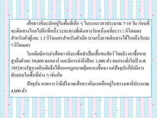 เสือดาวหิมะมักอยู่ในพื้นที่เล็ก ๆ ในระยะเวลาประมาณ 7-10 วัน ก่อนที่
จะเดินทางไกลไปอีกที่หนึ่ง ระยะทางที่เดินทางวันหนึ่งเฉลี่ยราว 1 กิโลเมตร
สาหรับตัวผู้และ 1.3 กิโลเมตรสาหรับตัวเมีย บางครั้งอาจเดินทางได้ไกลถึงวันละ
7 กิโลเมตร
ในอดีตมีการล่าเสือดาวหิมะเพื่อทาเป็นเสื้อขนสัตว์โดยมีราคาซื้อขาย
สูงถึงตัวละ 50,000 ดอลลาร์ และมีการล่าถึงปีละ 1,000 ตัว จนกระทั่งในปี ค.ศ.
1952ทางรัฐบาลอินเดียจึงได้ออกกฎหมายคุ้มครองขึ้นมา แต่ปัจจุบันก็ยังมีการ
ลักลอบในพื้นที่ต่าง ๆ เช่นกัน
ปัจจุบัน คาดการว่ามีปริมาณเสือดาวหิมะเหลืออยู่ในธรรมชาติประมาณ
4,000 ตัว
 