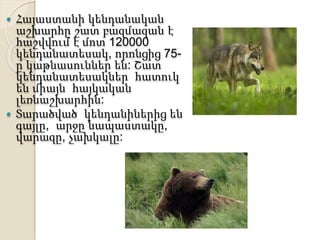  Հայաստանի կենդանական
աշխարհը շատ բազմազան է
հաշվվում է մոտ 120000
կենդանատեսակ, որոնցից 75-
ը կաթնասուններ են: Շատ
կենդանատեսակներ հատուկ
են միայն հայկական
լեռնաշխարհին:
 Տարածված կենդանիներից են
գայլը, արջը նապաստակը,
վարազը, չախկալը:
 