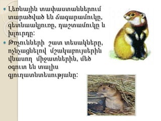  Լեռնային տափաստաններում
տարածված են ճագարամուկը,
գետնաակյուռը, դաշտամուկը և
խլուրդը:
 Թռչունների շատ տեսակները,
ոչնչացնելով մշակաբույսերին
վնասող միջատներին, մեծ
օգուտ են տալիս
գյուղատնտեսությանը:
 