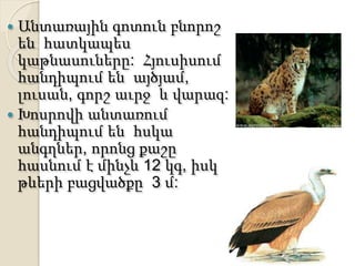  Անտառային գոտուն բնորոշ
են հատկապես
կաթնասուները: Հյուսիսում
հանդիպում են այծյամ,
լուսան, գորշ աւրջ և վարազ:
 Խոսրովի անտառում
հանդիպում են հսկա
անգղներ, որոնց քաշը
հասնում է մինչև 12 կգ, իսկ
թևերի բացվածքը 3 մ:
 