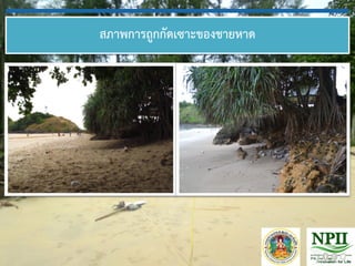 สภาพการถูกกัดเซาะของชายหาด
 