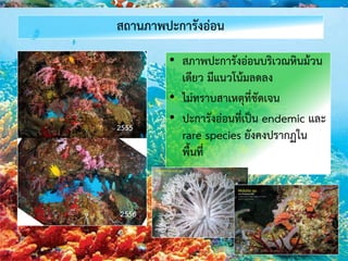 สถานภาพปะการังอ่อน
• สภาพปะการังอ่อนบริเวณหินม้วน
เดียว มีแนวโน้มลดลง
• ไม่ทราบสาเหตุที่ชัดเจน
• ปะการังอ่อนที่เป็น endemic และ
rare species ยังคงปรากฏใน
พื้นที่
 