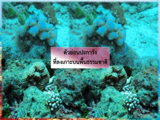 ตัวอ่อนปะการัง
ที่ลงเกาะบนพื้นธรรมชาติ
 