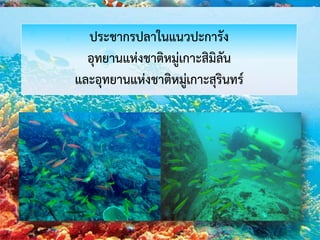 ประชากรปลาในแนวปะการัง
อุทยานแห่งชาติหมู่เกาะสิมิลัน
และอุทยานแห่งชาติหมู่เกาะสุรินทร์
 