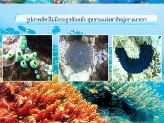 รูปภาพสัตว์ไม่มีกระดูกสันหลัง อุทยานแห่งชาติหมู่เกาะเภตรา
 