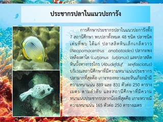 ประชากรปลาในแนวปะการัง
การศึกษาประชากรปลาในแนวปะการังทั้ง
7 สถานีศึกษา พบปลาทั้งหมด 48 ชนิด ปลาชนิด
เด่นที่พบ ได้แก่ ปลาสลิดหินเล็กเกล็ดวาว
(Neopomacentrus anabatoides) ปลากะพง
เหลืองตาโต (Lutjanus lutjanus) และปลาสลิด
หินบั้งหางกรรไกร (Abudefduf sexfasciatus)
บริเวณสถานีศึกษาที่มีความหนาแน่นประชากร
ปลามากที่สุดคือ เกาะทองหลางและหินเกือกม้ามี
ความหนาแน่น 889 และ 831 ตัวต่อ 250 ตาราง
เมตร ตามลาดับ และสถานีศึกษาที่มีความ
หนาแน่นประชากรปลากน้อยที่สุดคือ เกาะหวายมี
ความหนาแน่น 165 ตัวต่อ 250 ตารางเมตร
 