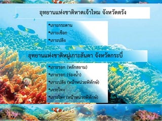 อุทยานแห่งชาติหาดเจ้าไหม จังหวัดตรัง
•เกาะกระดาน
•เกาะเชือก
•เกาะปลิง
อุทยานแห่งชาติหมู่เกาะลันตา จังหวัดกระบี่
•เกาะรอก (หลักสยาม)
•เกาะรอก (ร่องน้า)
•เกาะปลิง (หน้าหน่วยพิทักษ์)
•เกาะไหง
•เกาะไหง (หน้าหน่วยพิทักษ์)
 