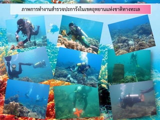 ภาพการทางานสารวจปะการังในเขตอุทยานแห่งชาติทางทะเล
 