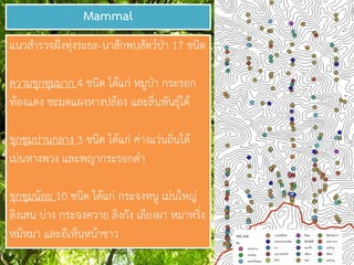 Mammal
แนวสารวจฝั่งทุ่งระยะ-นาสักพบสัตว์ป่า 17 ชนิด
ความชุกชุมมาก 4 ชนิด ได้แก่ หมูป่า กระรอก
ท้องแดง ชะมดแผงหางปล้อง และลิ่นพันธุ์ใต้
ชุกชุมปานกลาง 3 ชนิด ได้แก่ ค่างแว่นถิ่นใต้
เม่นหางพวง และพญากระรอกดา
ชุกชุมน้อย 10 ชนิด ได้แก่ กระจงหนู เม่นใหญ่
ลิงเสน บ่าง กระจงควาย ลิงกัง เลียงผา หมาหริ่ง
หมีหมา และอีเห็นหน้าขาว
 