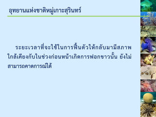 อุทยานแห่งชาติหมู่เกาะสุรินทร์
ระยะเวลาที่จะใช้ในการฟื้นตัวให้กลับมามีสภาพ
ใกล้เคียงกับในช่วงก่อนหน้าเกิดการฟอกขาวนั้น ยังไม่
สามารถคาดการณ์ได้
 
