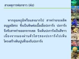 สาเหตุการฟอกขาว (ต่อ)
หากอุณหภูมิหรือแสงมากไป สาหร่ายจะผลิต
อนุมูลอิสระ ซึ่งเป็นพิษต่อเนื้อเยื่อปะการัง ปะการัง
จึงขับสาหร่ายออกจากเซล จึงเห็นปะการังเป็นสีขาว
เนื่องจากมองผ่านตัวใสๆของปะการังไปเห็น
โครงสร้างหินปูนที่รองรับปะการัง
 
