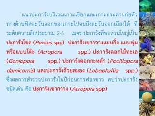 แนวปะการังบริเวณเกาะเชือกและเกาะกระดานก่อตัว
ทางด้านทิศตะวันออกของเกาะไปจนถึงตะวันออกเฉียงใต้ ที่
ระดับความลึกประมาณ 2-6 เมตร ปะการังที่พบส่วนใหญ่เป็น
ปะการังโขด (Porites spp) ปะการังเขากวางแบบกิ่ง แบบพุ่ม
หรือแบบโต๊ะ (Acropora spp.) ปะการังดอกไม้ทะเล
(Goniopora spp.) ปะการังดอกกะหล่า (Pocillopora
damicornis) และปะการังถ้วยสมอง (Lobophyllia spp.)
ซึ่งผลการสารวจปะการังในปีก่อนการฟอกขาว พบว่าปะการัง
ชนิดเด่น คือ ปะการังเขากวาง (Acropora spp)
 