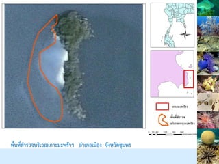 พื้นที่สารวจบริเวณเกาะมะพร้าว อาเภอเมือง จังหวัดชุมพร
 