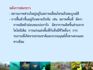 หลังการฟอกขาว
- สถานภาพส่วนใหญ่อยู่ในสภาพเสื่อมโทรมถึงสมบูรณ์ดี
- การฟื้นตัวขึ้นอยู่กับหลายปัจจัย เช่น สภาพพื้นที่ อัตรา
การผลิตตัวอ่อนของปะการัง อัตราการผลิตชิ้นส่วนจาก
โคโลนีเดิม การแก่งแย่งพื้นที่กับสิ่งมีชีวิตอื่นๆ การ
รบกวนที่เกิดจากธรรมชาติและจากมนุษย์ทั้งทางตรงและ
ทางอ้อม
 