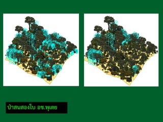 ป่าสนสองใบ อช.พุเตย
 