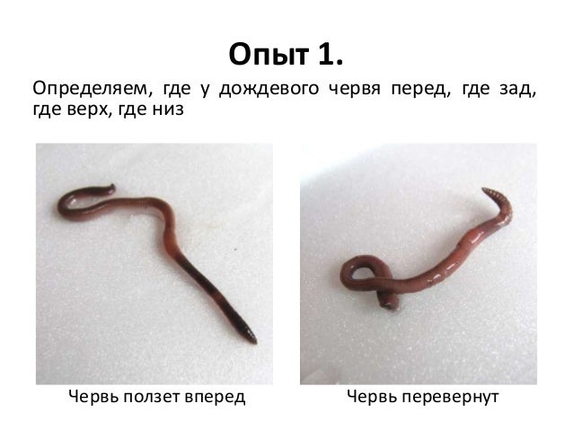 Дождевой червь какая симметрия тела. Дождевой червь какая симметрия тела