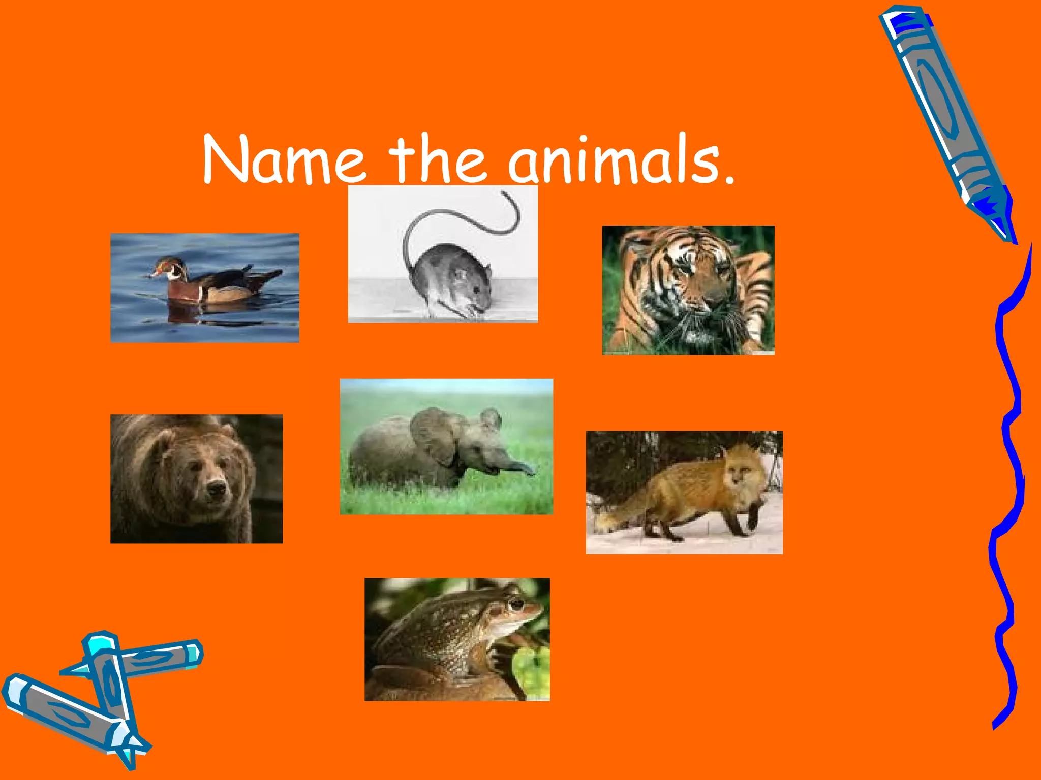 Name the animals.
 