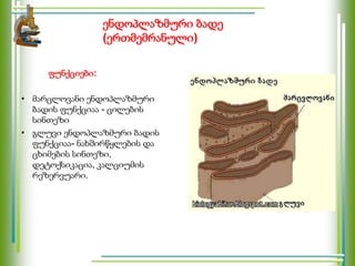 ენდოპლაზმური ბადე
(ერთმემრანული)
ფუნქციები:
• მარცლოვანი ენდოპლაზმური
ბადის ფუნქციაა - ცილების
სინთეზი
• გლუვი ენდოპლაზმური ბადის
ფუნქციაა- ნახშირწყლების და
ცხიმების სინთეზი,
დეტოქსიკაცია, კალციუმის
რეზერვუარი.
 