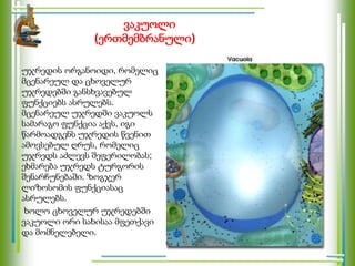 ვაკუოლი
(ერთმემბრანული)
უჯრედის ორგანოიდი, რომელიც
მცენარეულ და ცხოველურ
უჯრედებში განსხვავებულ
ფუნქციებს ასრულებს.
მცენარეულ უჯრედში ვაკუოლს
სამარაგო ფუნქცია აქვს, იგი
წარმოადგენს უჯრედის წვენით
ამოვსებულ ღრუს, რომელიც
უჯრედს აძლევს შეფერილობას;
ეხმარება უჯრედს ტურგორის
შენარჩუნებაში. ზოგჯერ
ლიზოსომის ფუნქციასაც
ასრულებს.
ხოლო ცხოველურ უჯრედებში
ვაკუოლი ორი სახისაა მფეთქავი
და მომნელებელი.
 