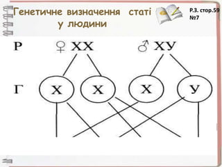 Генетичне визначення статі
у людини
ВИДИ СТАТЕВИХ
ХРОМОСОМ:
ХХ – жіночі хромосома ;
ХY – чоловічі хромосома.
P XX x XY
G X X ; Y
F1 XX ; XY
Співвідношення статі
1 : 1
Р.З. стор.59
№7
 