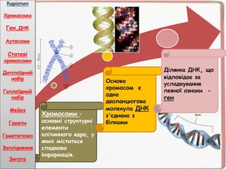 Хромосоми –
основні структурні
елементи
клітинного ядра, у
яких міститься
спадкова
інформація.
Основа
хромосом є
одна
дволанцюгова
молекула ДНК
з'єднана з
білками
Ділянка ДНК, що
відповідає за
успадкування
певної ознаки -
ген
Каріотип
Хромосома
Ген,ДНК
Аутосоми
Статеві
хромосоми
Диплоїдний
набір
Гаплоїдний
набір
Мейоз
Гамети
Гаметогенез
Запліднення
Зигота
 