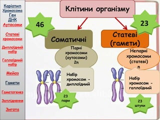 Клітини організму
Соматичні
Статеві
(гамети)
Парні
хромосоми
(аутосоми)
2n
Непарні
хромосоми
(статеві)
n
Набір
хромосом -
диплоїдний
Набір
хромосом -
гаплоїдний
46 23
23
пари 23
штуки
Каріотип
Хромосома
Ген
ДНК
Аутосоми
Статеві
хромосоми
Диплоїдний
набір
Гаплоїдний
набір
Мейоз
Гамети
Гаметогенез
Запліднення
Зигота
 
