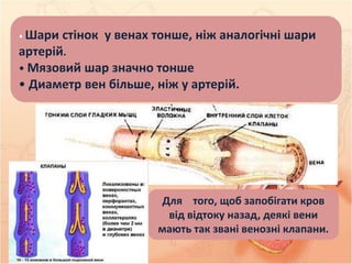 Рух крові по судинах. | PPT