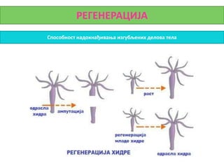 РЕГЕНЕРАЦИЈА
Способност надокнађивања изгубљених делова тела
 