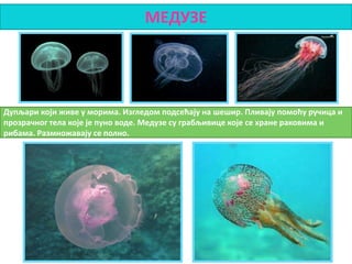 МЕДУЗЕ
Дупљари који живе у морима. Изгледом подсећају на шешир. Пливају помоћу ручица и
прозрачног тела које је пуно воде. Медузе су грабљивице које се хране раковима и
рибама. Размножавају се полно.
 